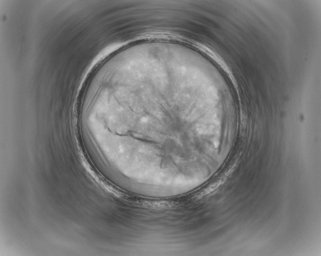 X0000085751045200704131706