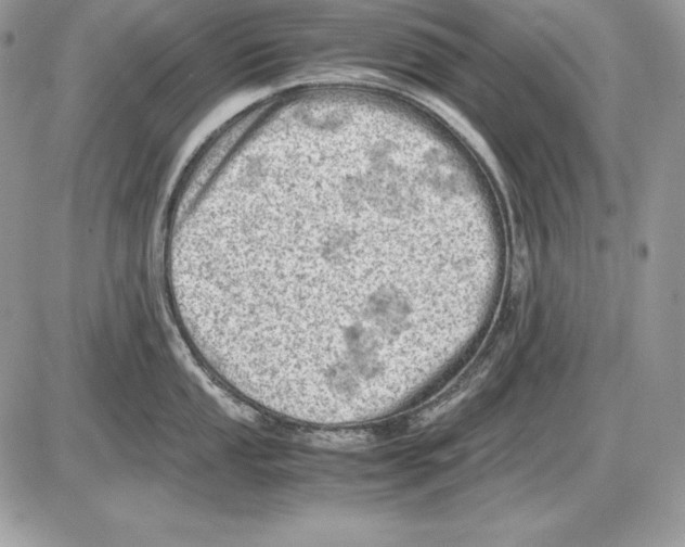 X0000085751053200704131706