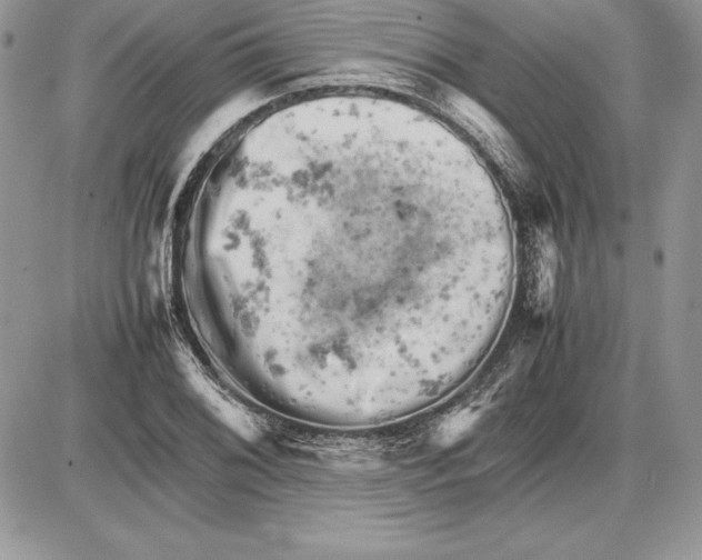 X0000085751076200704131705