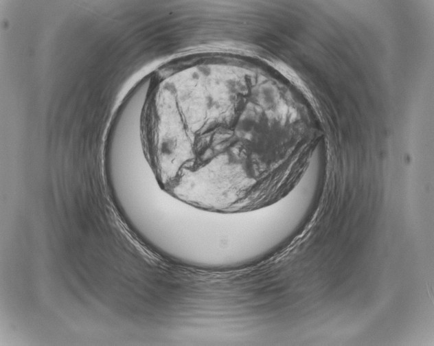 X0000085751230200704131702