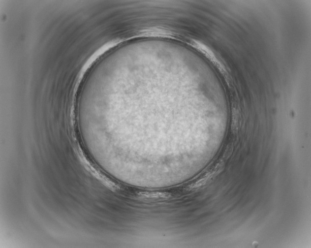 X0000085751331200704131701