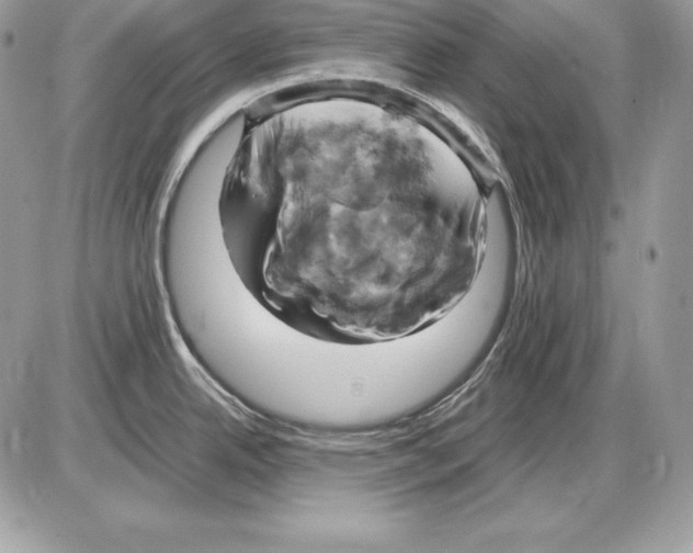 X0000085751342200704131701