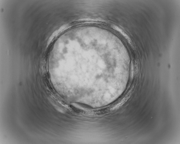 X0000085751357200704131700