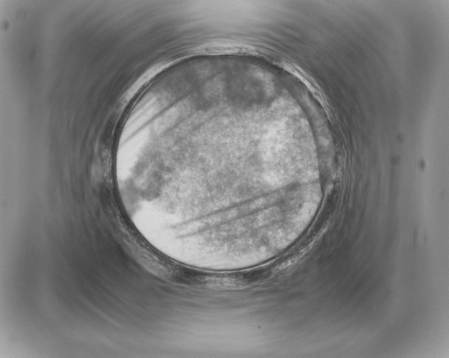 X0000085751465200704131658