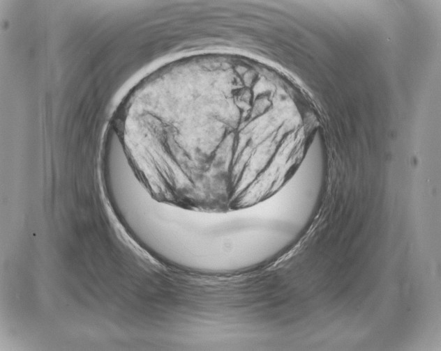 X0000085751518200704131657