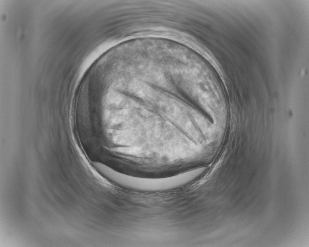 X0000085751533200704131657