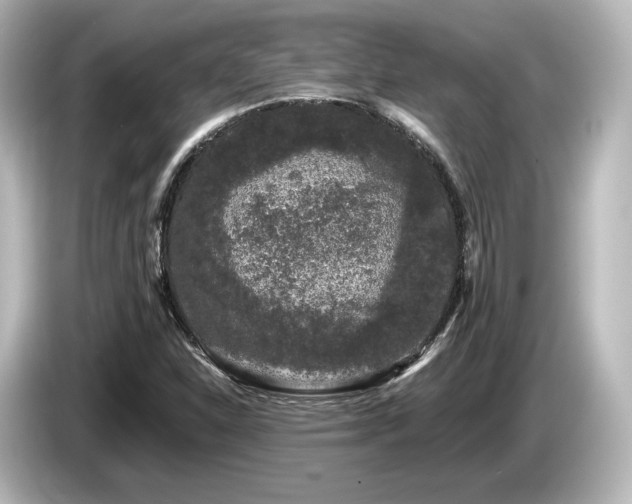 X0000085761310200703161109