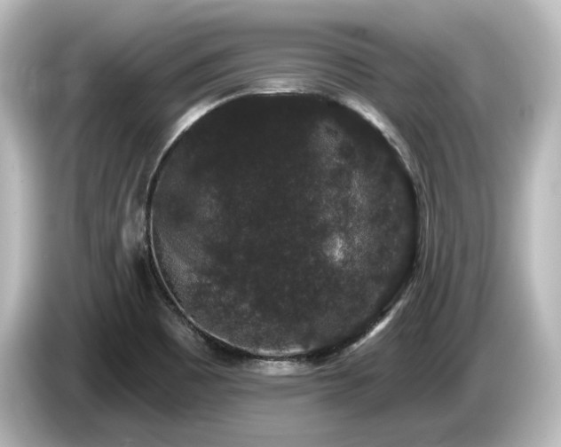 X0000085761465200703161107