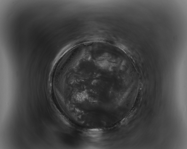 X0000085760053200703231204