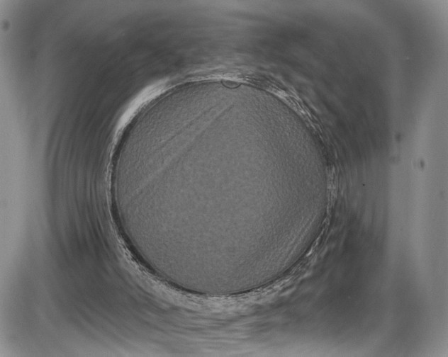 X0000085760006200703301440