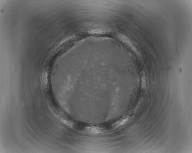 X0000085760211200703301436