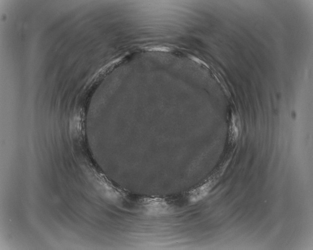 X0000085760424200703301433