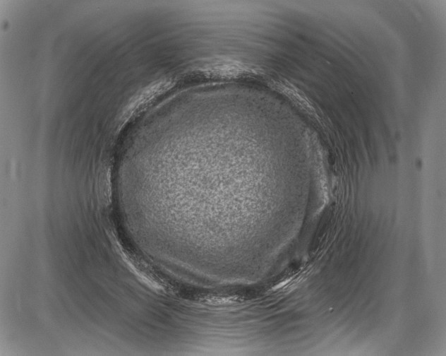X0000085760638200703301429