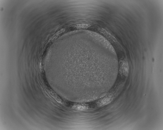 X0000085760655200703301429