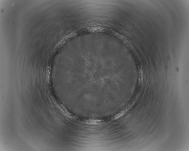 X0000085760664200703301429