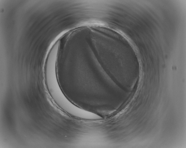 X0000085760864200703301426