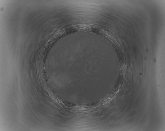 X0000085760913200703301424