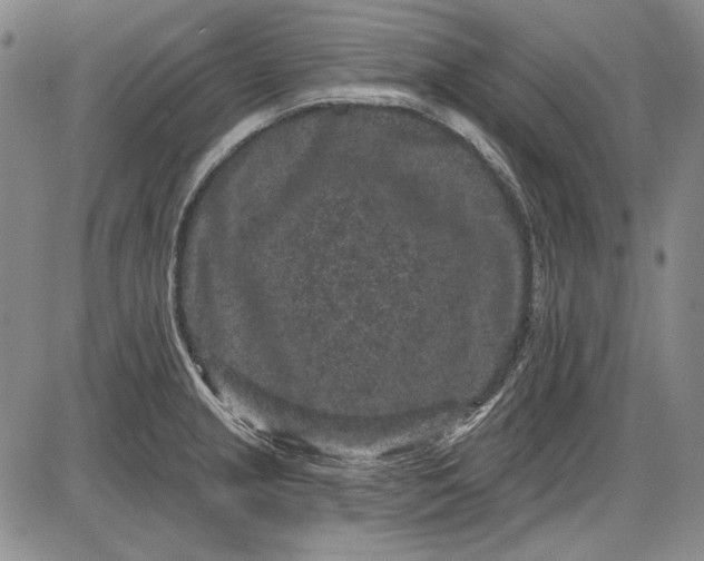 X0000085761237200703301420