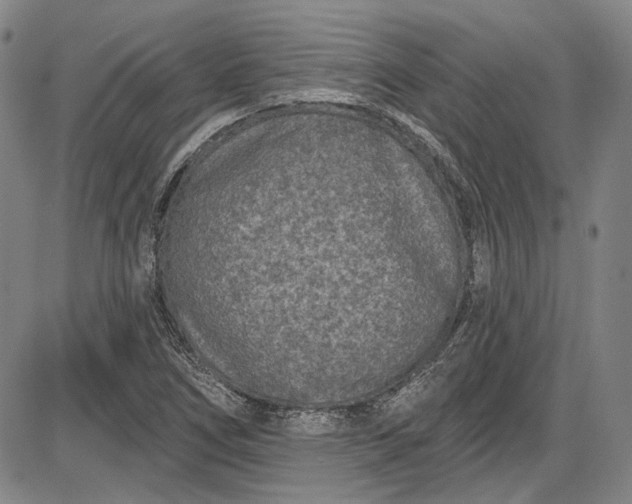 X0000085761266200703301419