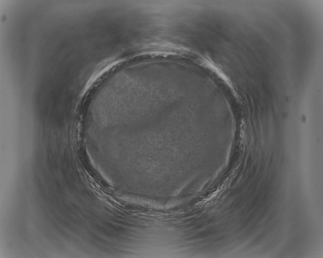 X0000085761352200703301417