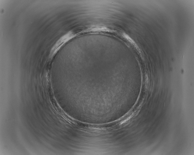 X0000085761361200703301417