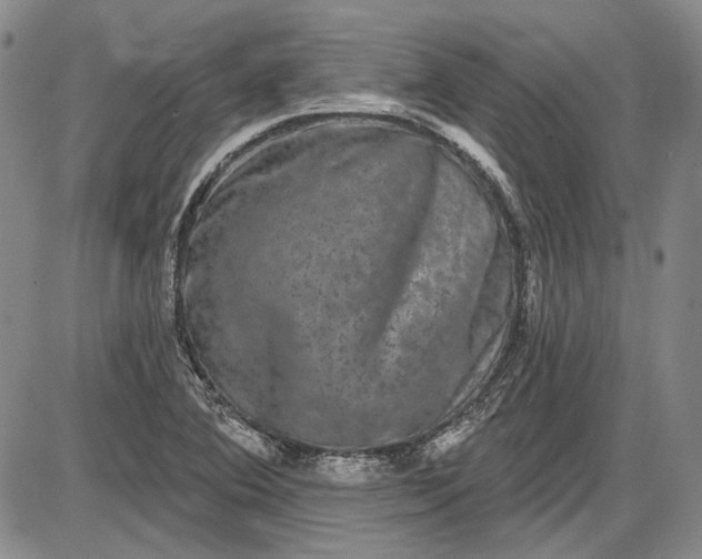 X0000085761364200703301417