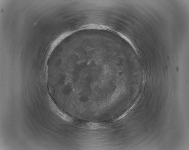 X0000085761371200703301417