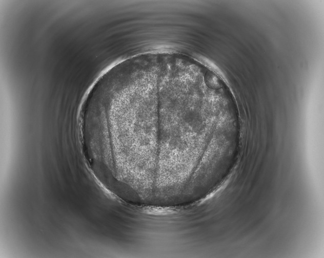 X0000085760835200704091333