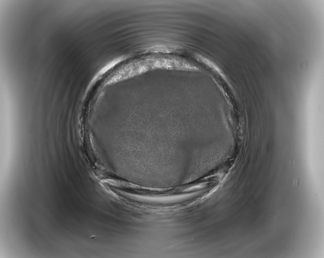 X0000085761018200704091330