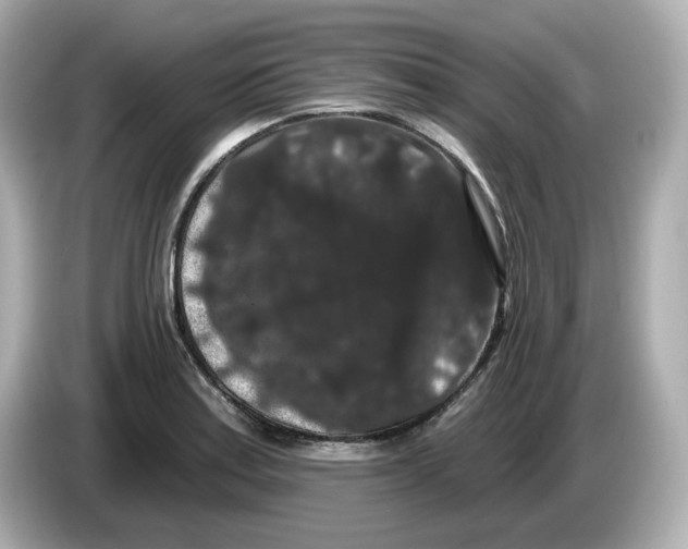 X0000085761179200704091329