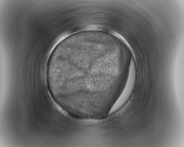 X0000085761235200704091328