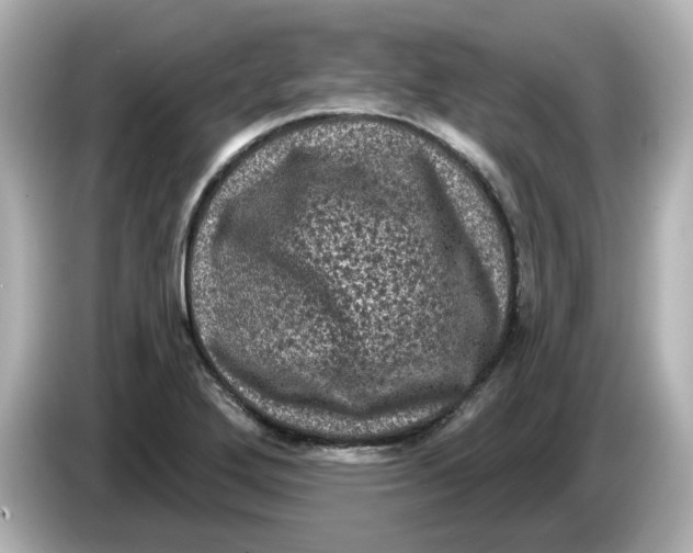 X0000085761272200704091328