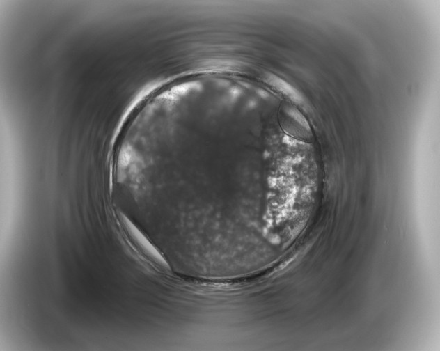 X0000085761275200704091328