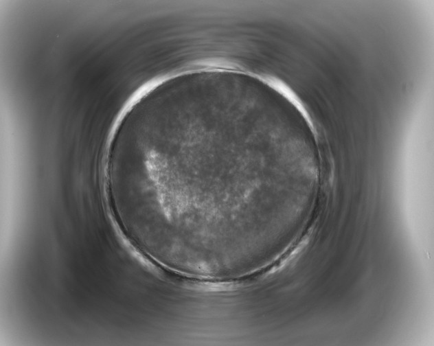 X0000085761381200704091326