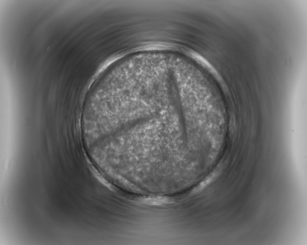 X0000085761417200704091326