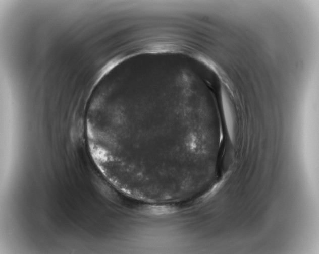 X0000085761465200704091325