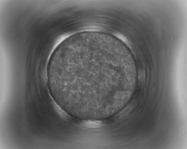 X0000085761466200704091325