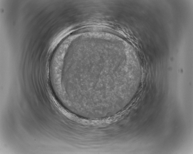 X0000085760005200704131750
