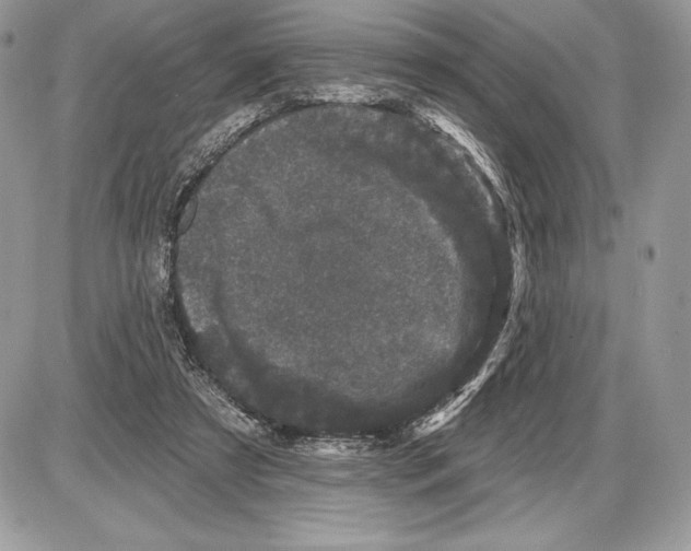 X0000085760305200704131745