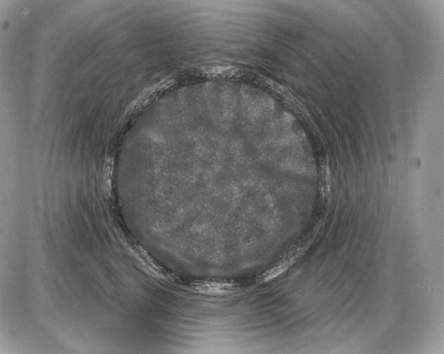 X0000085760664200704131739