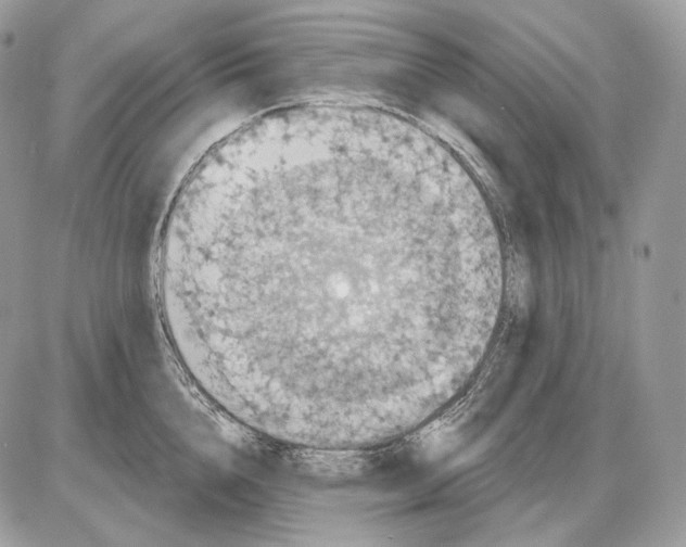 X0000085760856200704131736