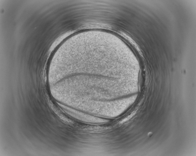 X0000085760885200704131735