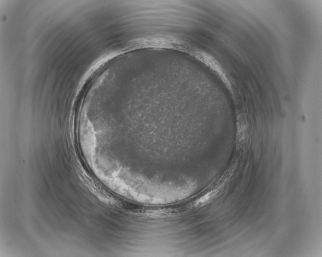 X0000085761035200704131732