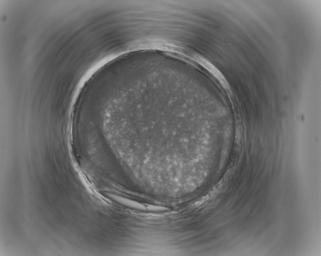 X0000085761144200704131731