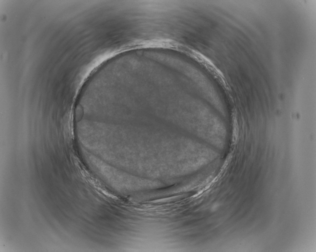X0000085761174200704131730