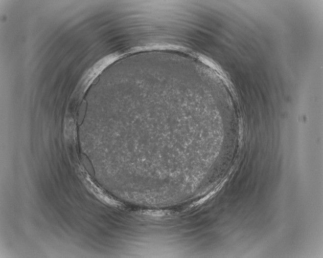X0000085761177200704131730