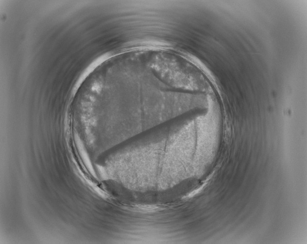 X0000085761243200704131730