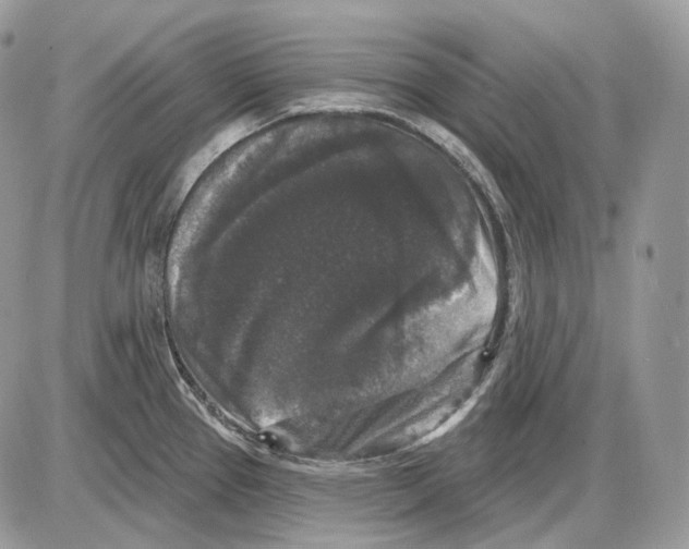 X0000085761337200704131728