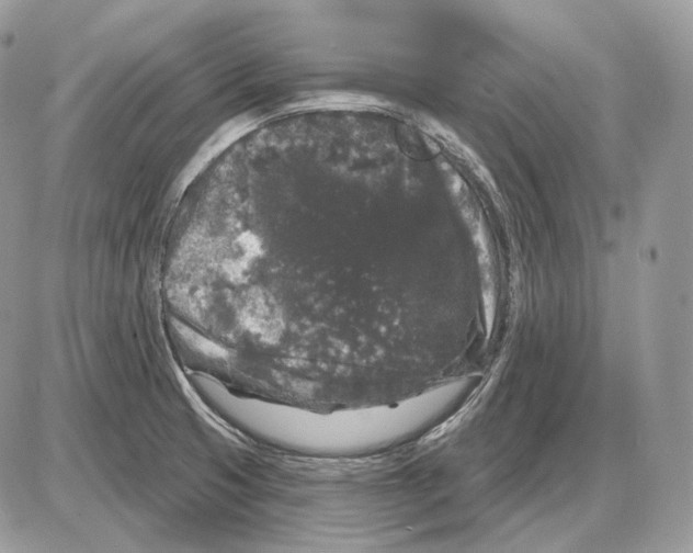 X0000085761425200704131726