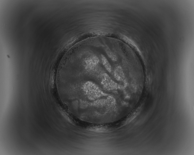 X0000085770065200703231232